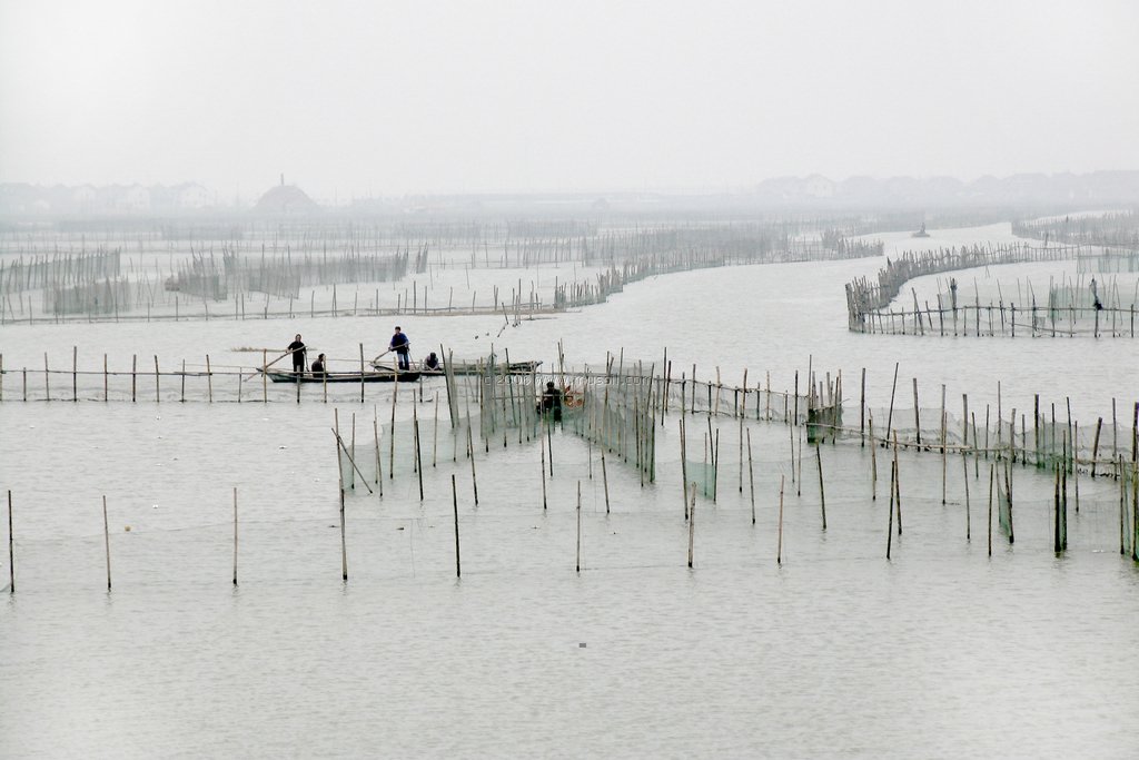 Nets_Zhoupu China.jpg